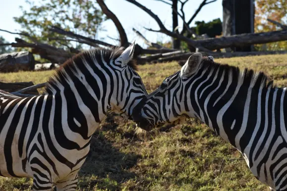 Kasino Hot Line Podpora